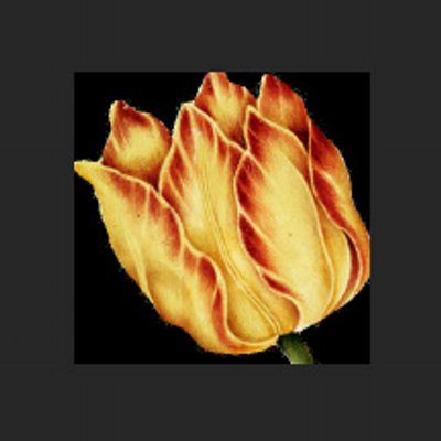 Yellow Tulip Press Yellow Tulip Press